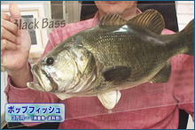 す・またん ZIP 写真